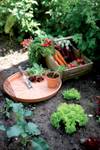 green basics saucer 17cm mild terra